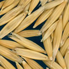 column KERNELS