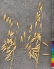 column PANICLE