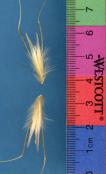 Click for 1 image(s) for this accession. SPIKE