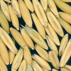 column Kernels