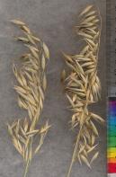 PANICLE