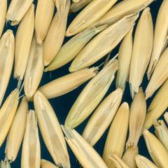 column KERNELS