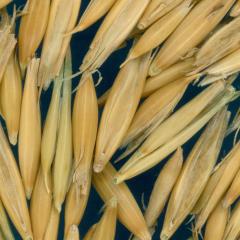 column KERNELS