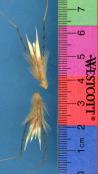 Click for 1 image(s) for this accession. SPIKE