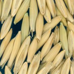 column KERNELS