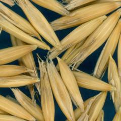 column KERNELS