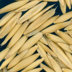 column KERNELS