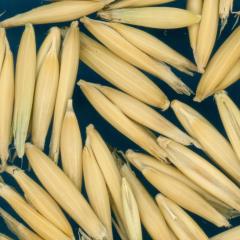 column KERNELS