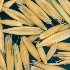 column KERNELS