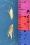 Click for 1 image(s) for this accession. SPIKE