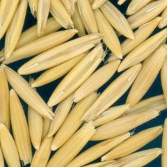 column Kernels
