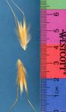 Click for 1 image(s) for this accession. SPIKE
