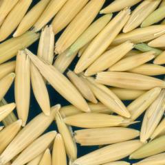 column Kernels