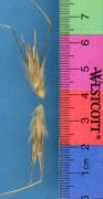 Click for 1 image(s) for this accession. SPIKE