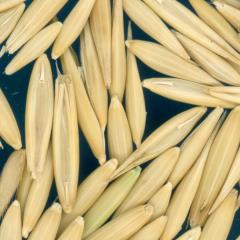 column Kernels