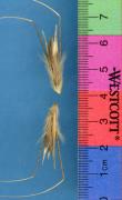 Click for 1 image(s) for this accession. SPIKE