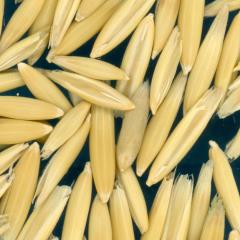 column Kernels