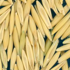 column Kernels