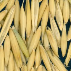 column KERNELS