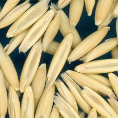 column KERNELS