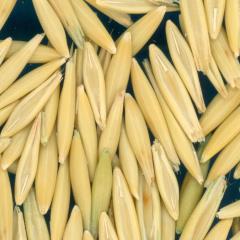 column Kernels