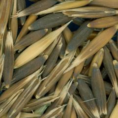 column KERNELS