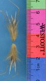 Click for 1 image(s) for this accession. SPIKE