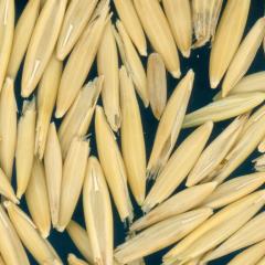 column Kernels