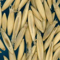 column KERNELS