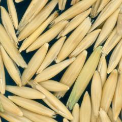 column Kernels