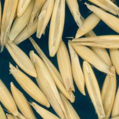 column KERNELS