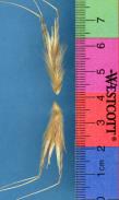 Click for 1 image(s) for this accession. SPIKE