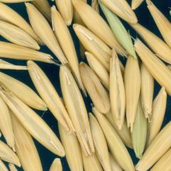 column KERNELS