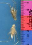 Click for 1 image(s) for this accession. SPIKE
