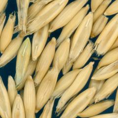 column KERNELS