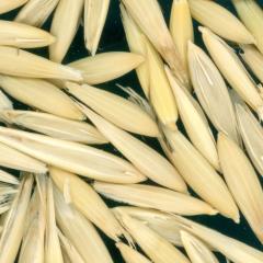 Click for 2 image(s) for this accession. KERNELS