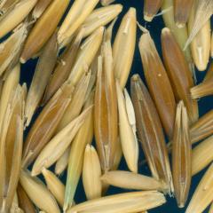 column KERNELS