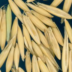 column KERNELS