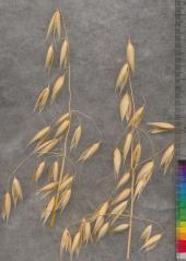 column PANICLE