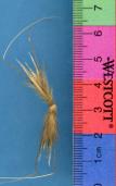 Click for 1 image(s) for this accession. SPIKE