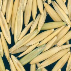 column Kernels