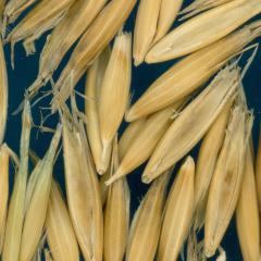 column KERNELS