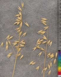 column PANICLE