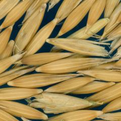 column KERNELS