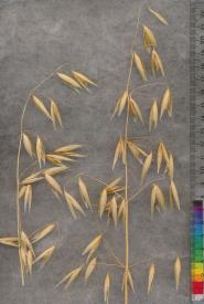 column PANICLE