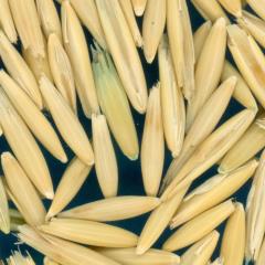 column Kernels