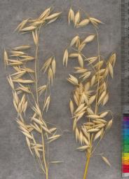column PANICLE
