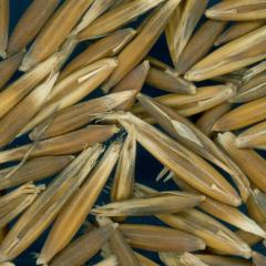 column KERNELS