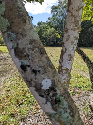Bark