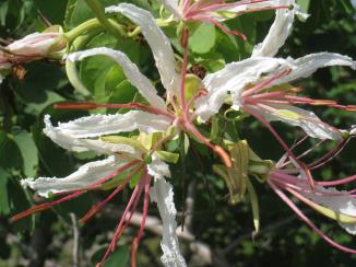 column FLOWER